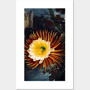 Botanical Art Temple Of Flora Night Blowing Cereus Posters and Art